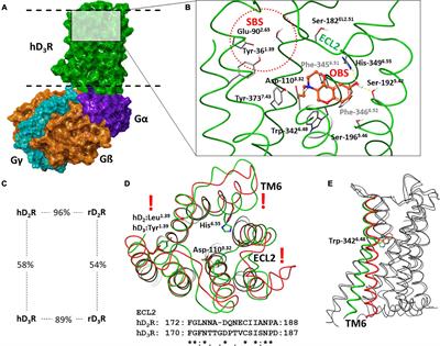 Potential Mechanisms for Why Not All Antipsychotics Are Able to Occupy Dopamine D3 Receptors in the Brain in vivo